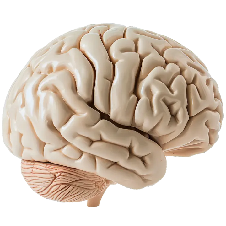 Medical Brain Illustration